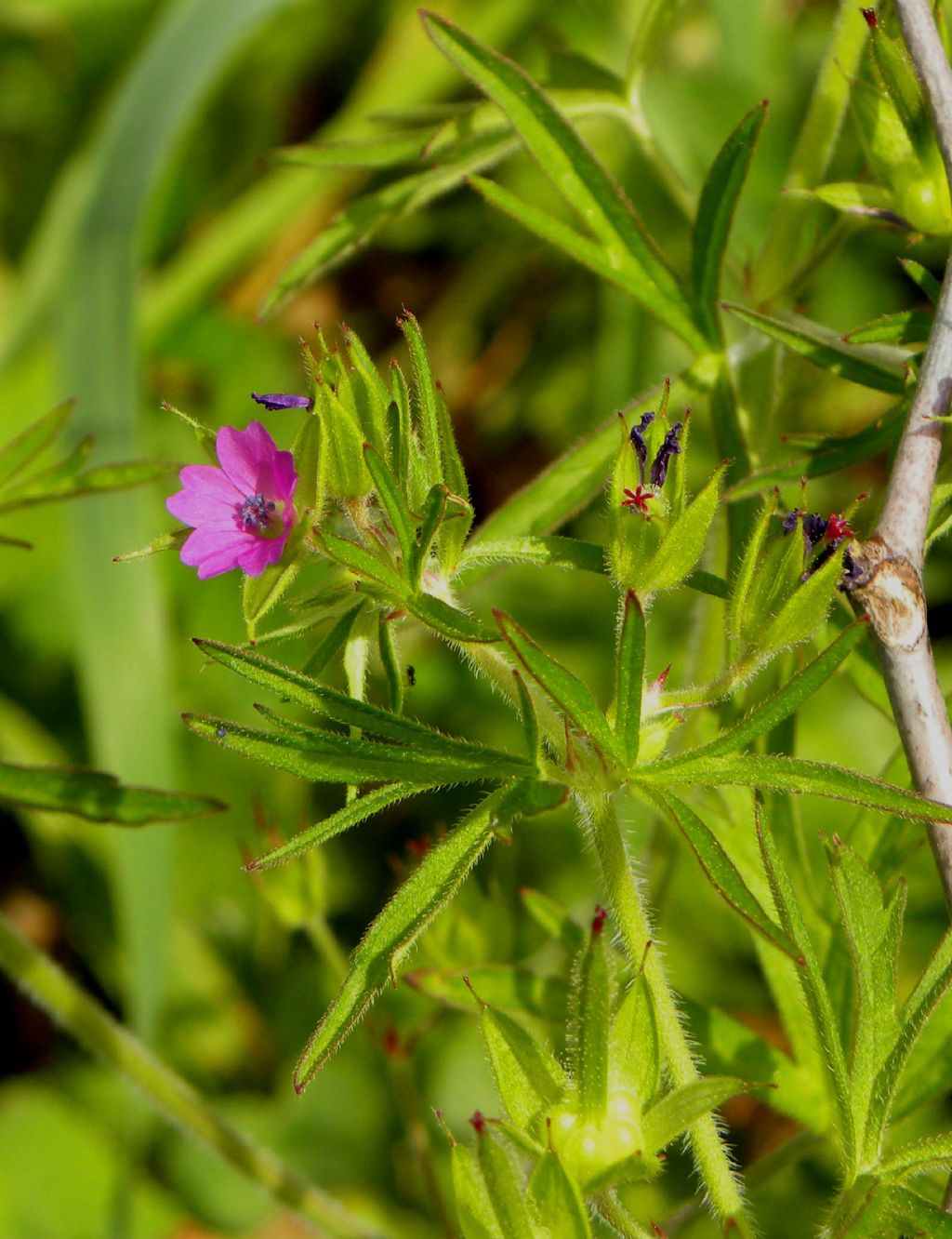 Geranium dissectum / Geranio sbrandellato